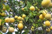 How To Use Meyer Lemons In Recipes
